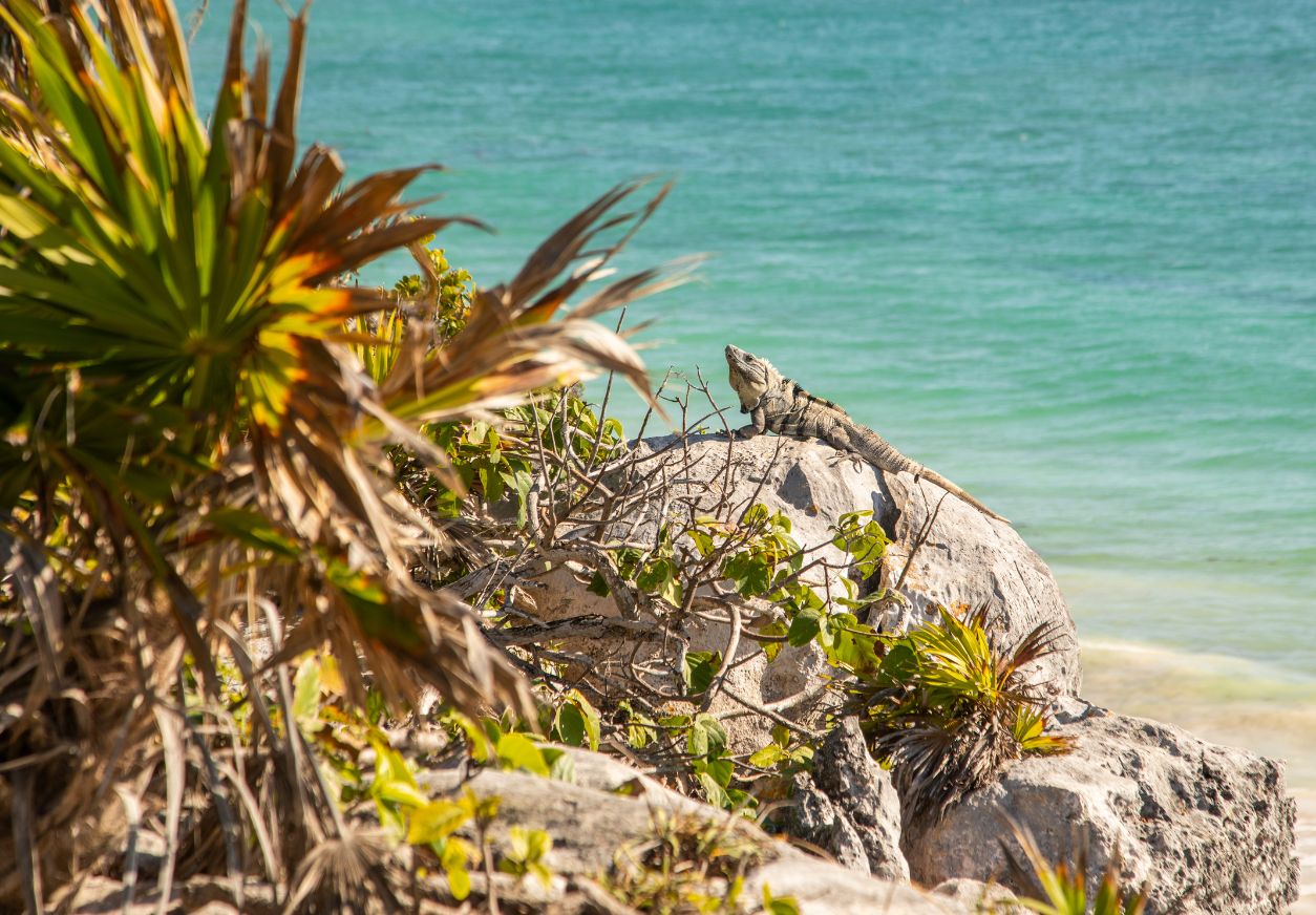 Tulum Ruins + Cenote + Tacos